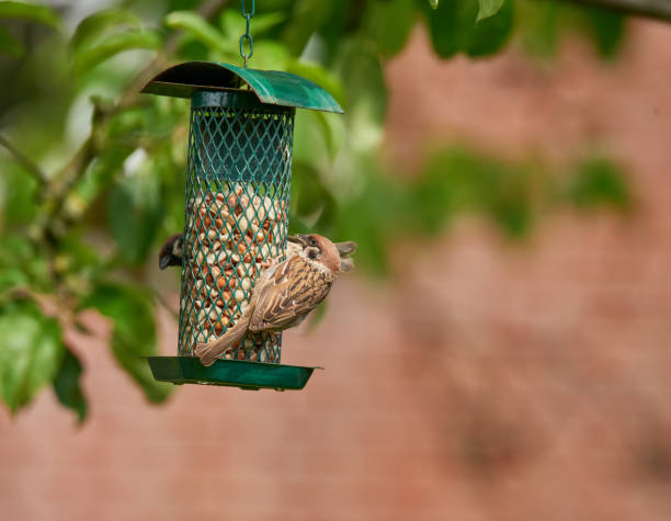 Two sparrows perched on a green hanging bird feeder filled with seeds, situated in a lush garden. The scene highlights wildlife and the importance of supporting birdlife in our natural environment.