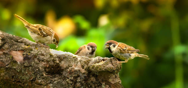 istock Sparrow in my garden 2206417181