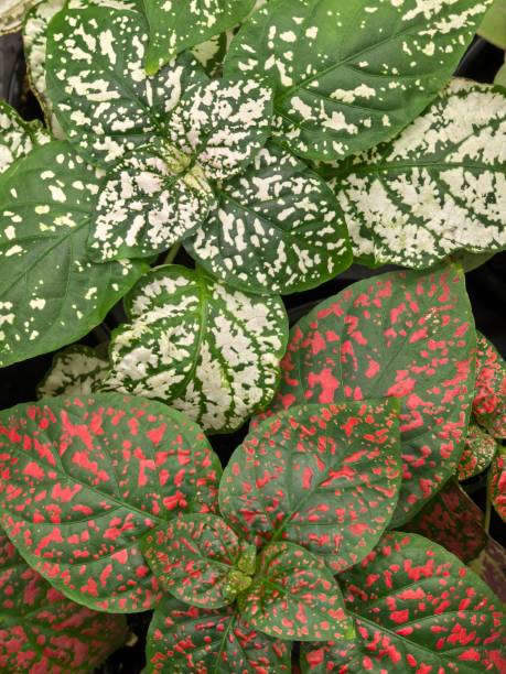 istock Polka Dot (Hypoestes philostachia) plant leaves close-up 2206417703