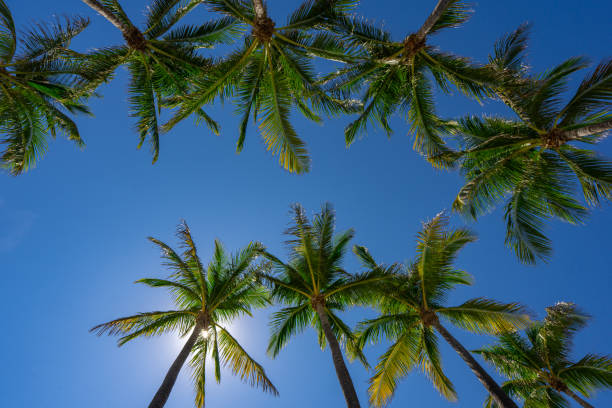 istock Palm pattern. Nature tropical landscape. Summer coast view. Green palm tree on blue sky. Tropical paradise. Exotic background. Palm landscape. Tropics palm tree texture. Summer palms trees and sky. 2206421603