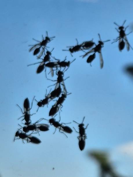 istock swarm of flying ants on the window 2206421916