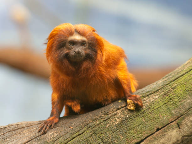 istock Golden lion Tamarin. 2206423897