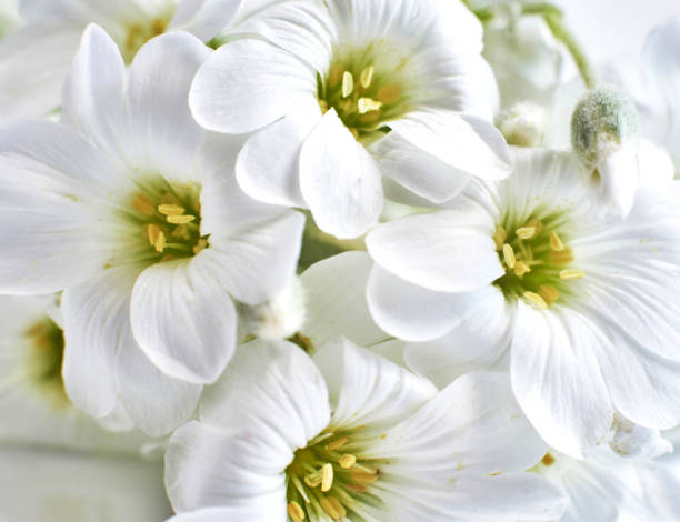 Double-flowered Gypsophila background tone down.  / baby's breath