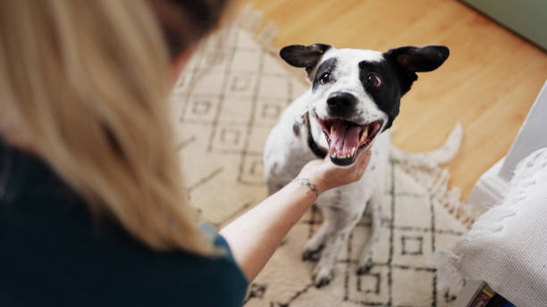 Happy Dog With Person Indoors Displaying Joyful Interaction and Love stock photo