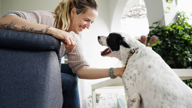 istock Smiling Woman Interacting with a Happy Dog Inside a Bright Cozy Home 2206426414