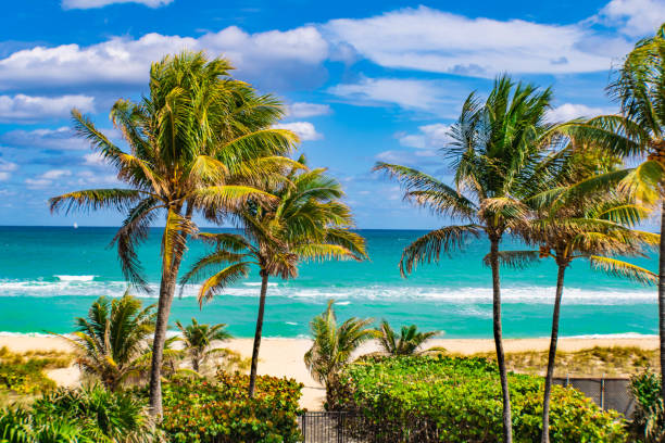 istock Golden beach with palm trees, Ocean Boulevard, Miami, USA 2206428869