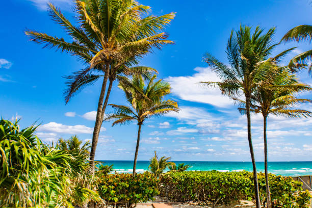 Golden beach with palm trees, Ocean Boulevard,  Miami, USA