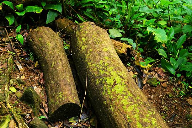 Two moss-covered logs lying on the forest floor, surrounded by green vegetation and rich soil. Perfect for themes of nature, ecology, deforestation, rainforest conservation, and natural decay.