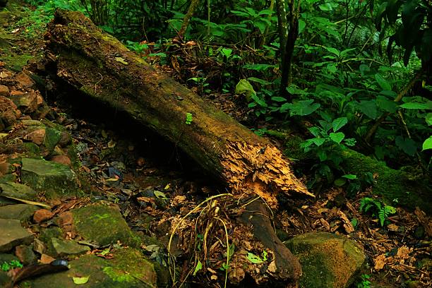 istock A decaying fallen tree in a lush green forest, surrounded by moss and rocks. Ideal for themes of nature, decomposition, ecology, biodiversity, and environmental awareness. 2206429332