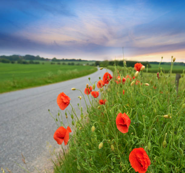 A charming rural landscape showcasing vibrant red wildflowers blooming alongside a quiet country road, set against a picturesque sky transitioning into sunset hues, evokes serenity and the beauty of untouched nature.