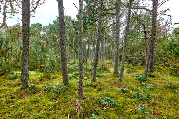 A beautiful forest scenery in Denmark showcasing dense, moss-covered ground and tall trees under an overcast sky. The rich greenery and serenity create a peaceful natural environment perfect for exploration.