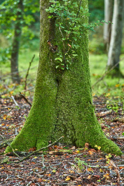 istock Mossy Tree Trunk in a Danish Forest with Natural Greenery 2206429688