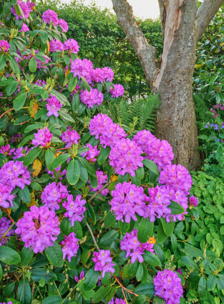 istock Beautiful blooming rhododendron flowers in a vibrant garden setting 2206429721