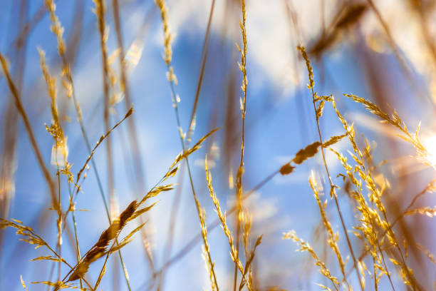 istock Close up of spring grass, nature background. 2206431333
