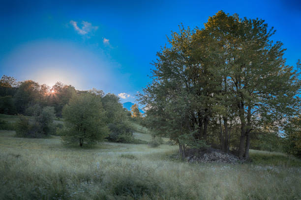 The landscape of spring forest, nature background. High quality photo