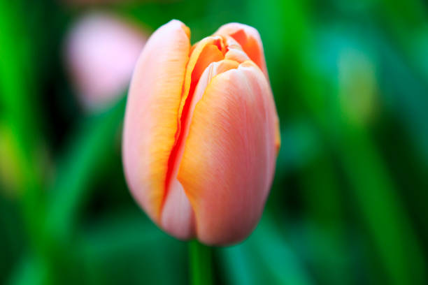 Europe, Netherlands, Flevoland. Dutch tulips in fields.