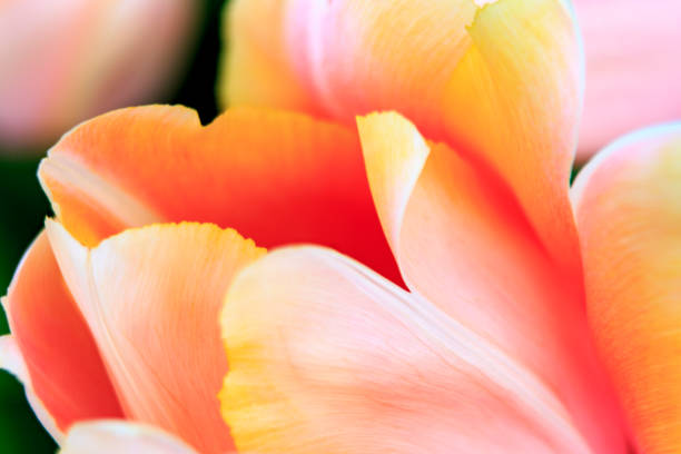 Europe, Netherlands, Flevoland. Dutch tulips in fields.