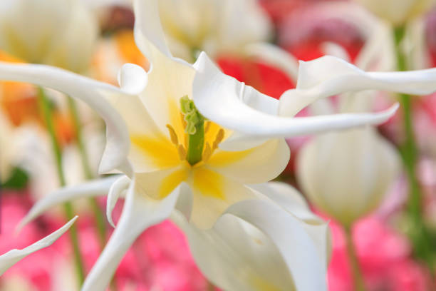 several white tulips against a background of green foliage