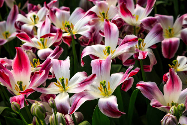 istock Europe, Netherlands, Flevoland. Purple and  white tulips in fields. 2206432832
