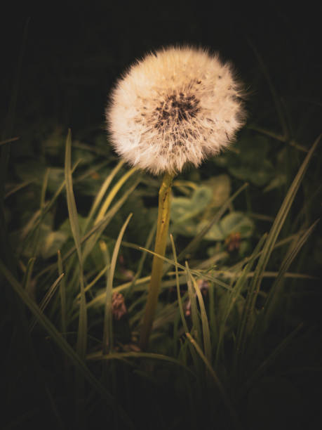 White fluffy dandelion isolated on nature background. High quality photo