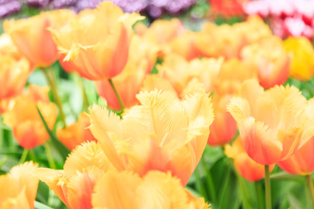 Close-up photo of blooming tulips with sparking dew drops in a spring morning