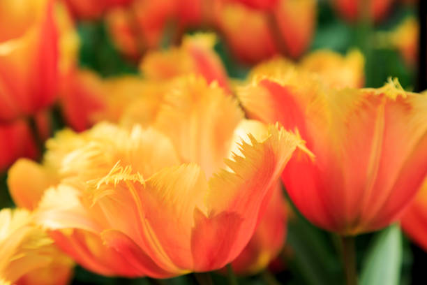 Europe, Netherlands, Flevoland. Dutch tulips in fields.