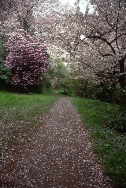 istock Prunus ferrules ‘Taoyama’ and Rhododendron argyrophyllum 2206433067