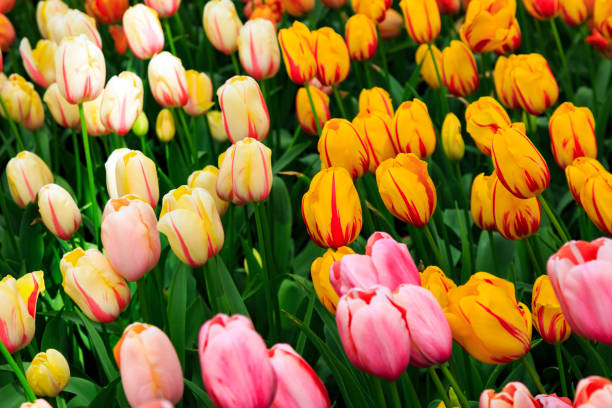 istock Europe, Netherlands, Flevoland. Dutch tulips in fields. 2206433081