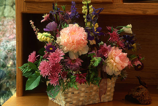Saintpaulia in a basket on a white background.