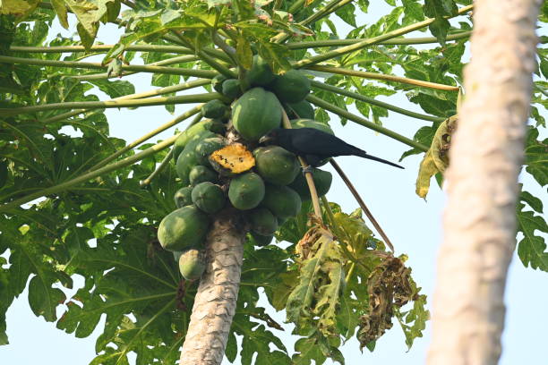 istock Asian koel or Eudynamys scolopaceus bird eating ripe papaya. 2206436091