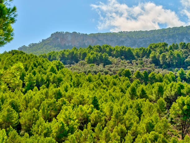 istock Lush Green Forest in Majorca's Mountain Landscape under a Bright Blue Sky 2206438804