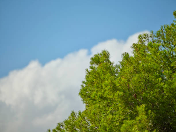 Bright evergreen pine branch contrasts the vivid blue sky and fluffy white clouds in Mallorca, Spain.
