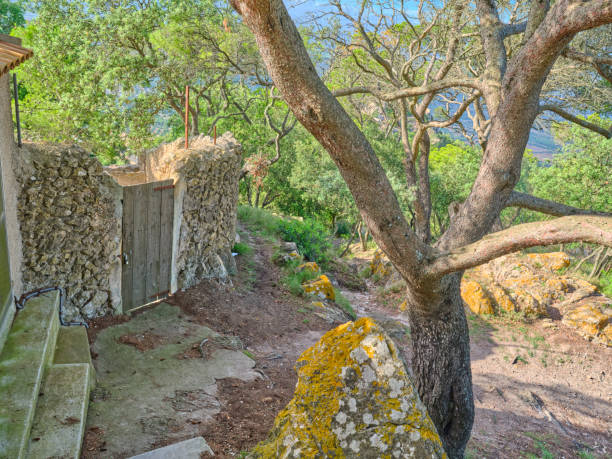 Sunlit rural scenery in Majorca, Spain, featuring a rustic wooden door set in a stone wall, surrounded by lush trees, rocks, and natural beauty. A serene and picturesque Mediterranean outdoor setting.
