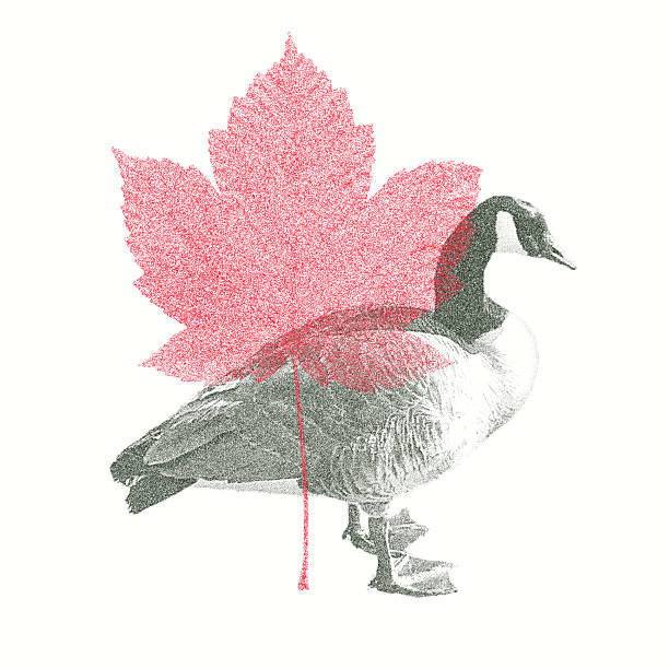 Vintage-Style Illustration of a Canada Goose with Canadian Maple Leaf, Featuring a Halftone Riso Print