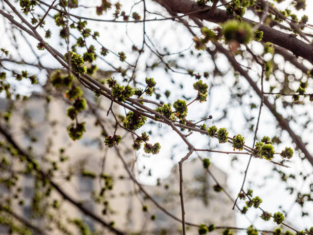 first blossoming leaves on tree branches and apartment buildings in background on spring evening in Yerevan city
