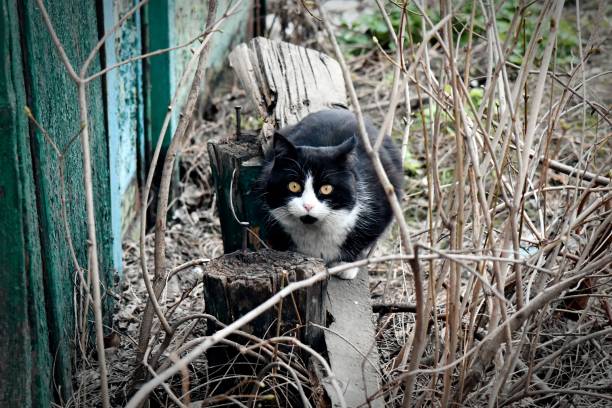 istock Homeless cat in a cell. Cat in an animal 2206439972