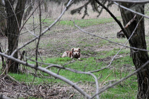 Adorable welsh springer spaniel dog breed in evening.