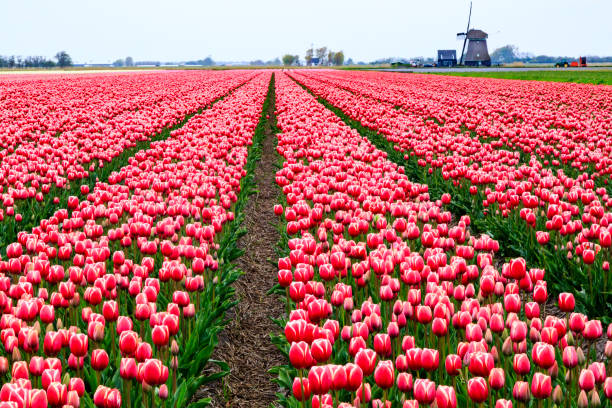 istock Europe, Netherlands, Flevoland. Dutch Tulip fields. Windmill in background. 2206442854