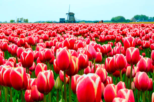 istock Europe, Netherlands, Flevoland. Dutch Tulip fields. Windmill in background. 2206442858