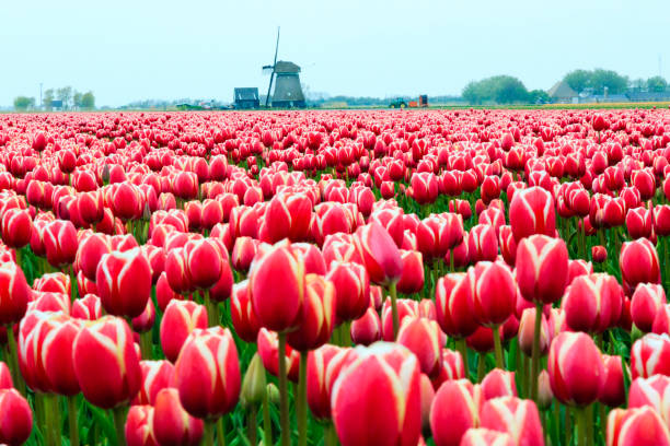 istock Europe, Netherlands, Flevoland. Dutch Tulip fields. Windmill in background. 2206442859