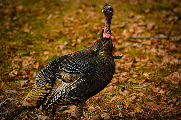 istock Wild Turkey - Turkey - Turkey Animal 2206443955
