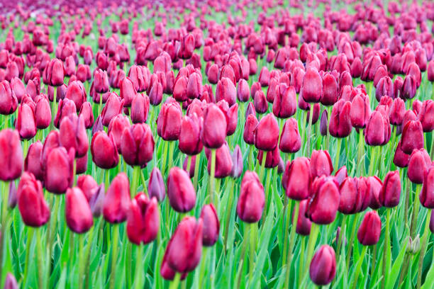 A row of blooming tulips in the park