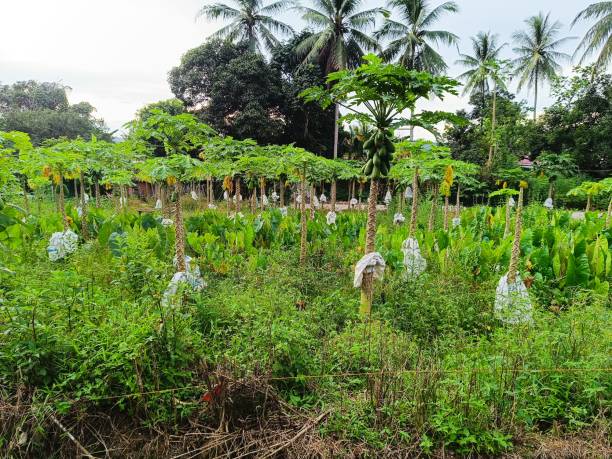 istock A papaya garden 2206444212