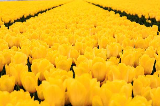Europe, Netherlands, Flevoland. Dutch Tulip fields.