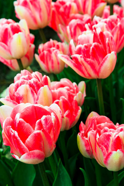 istock Europe, Netherlands, Flevoland. Dutch Tulip fields. 2206444242