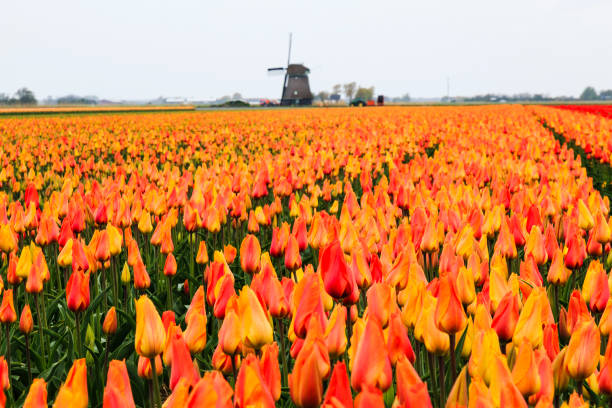 istock Europe, Netherlands, Flevoland. Dutch Tulip fields. Windmill in background. 2206444248