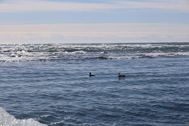 Two sea ducks calmly floating on the cold waters near Diamond Beach, under a serene sky. The gentle waves and distant horizon create a peaceful coastal scene typical of Iceland’s wild shoreline.