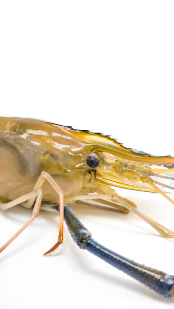 istock Fresh river prawns isolated on white background. Big freshwater prawns. River prawns for cooking. 2206450472
