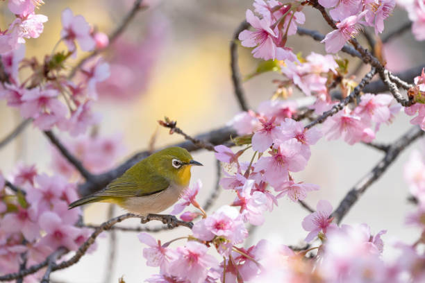 istock Pink cherry blossoms and Japanese white-eye 2206451650