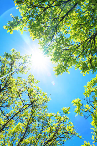 istock View to blue sky with sunbeams through treetops 2206451668